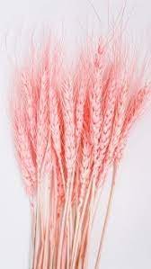Пшениця натуральна стабілізована ніжно-рожева 5904305142517 фото