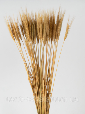 Пшениця натуральна стабілізована 5902487487402 фото