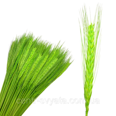 Пшениця натуральна стабілізована салатова 5904305142463 фото