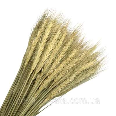 Пшениця натуральна стабілізована натуральна 5904305142388 фото